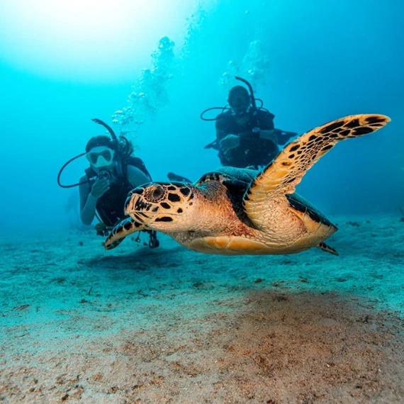 New divers learn to dive